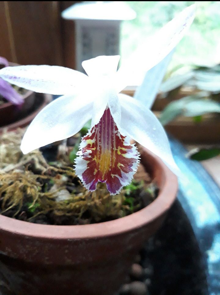 CANWOS Society Blog November